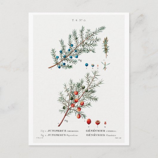 REDOUTÉ BOTANICAL "COMMON JUNIPER" POSTCARD POSTKARTE (Vorderseite)