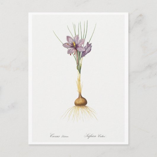 REDOUTÉ BOTANICAL "CROCUSS" POSTCARD POSTKARTE (Vorderseite)