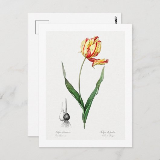REDOUTÉ BOTANICAL "DIDIER'S TULIP" POSTCARD POSTKARTE (Vorne/Hinten)