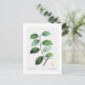 REDOUTÉ BOTANICAL "EARED WILLOW" POSTCARD POSTKARTE (Stehend Vorderseite)