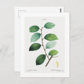 REDOUTÉ BOTANICAL "EARED WILLOW" POSTCARD POSTKARTE (Vorne/Hinten)