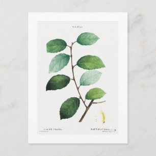 REDOUTÉ BOTANICAL "EARED WILLOW" POSTCARD POSTKARTE