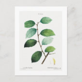 REDOUTÉ BOTANICAL "EARED WILLOW" POSTCARD POSTKARTE (Vorderseite)