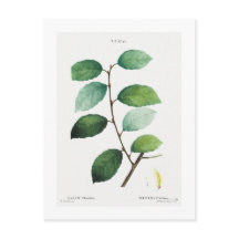 REDOUTÉ BOTANICAL "EARED WILLOW" POSTCARD