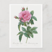 REDOUTÉ BOTANICAL "GALLIC ROSE" POSTCARD POSTKARTE (Vorderseite)