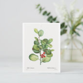 REDOUTÉ BOTANICAL "ILEX MEDERIENSIS" POSTCARD POSTKARTE (Stehend Vorderseite)