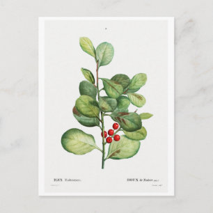 REDOUTÉ BOTANICAL "ILEX MEDERIENSIS" POSTCARD POSTKARTE