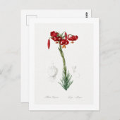 REDOUTÉ BOTANICAL "LILY" POSTCARD POSTKARTE (Vorne/Hinten)