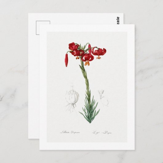 REDOUTÉ BOTANICAL "LILY" POSTCARD POSTKARTE (Vorne/Hinten)