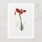 REDOUTÉ BOTANICAL "LILY" POSTCARD POSTKARTE (Vorderseite)