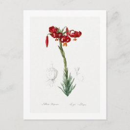 REDOUTÉ BOTANICAL "LILY" POSTCARD POSTKARTE