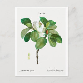 REDOUTÉ BOTANICAL "MAGNOLIA" POSTCARD POSTKARTE