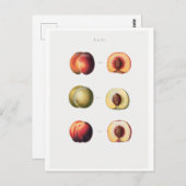 REDOUTÉ BOTANICAL POSTCARD POSTKARTE (Vorne/Hinten)