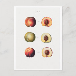 REDOUTÉ BOTANICAL POSTCARD POSTKARTE