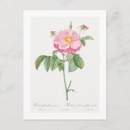 REDOUTÉ BOTANICAL "PROVINS ROSE" POSTCARD POSTKARTE