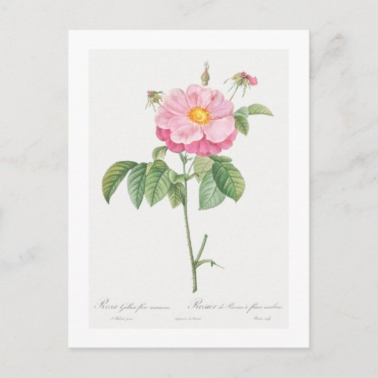 REDOUTÉ BOTANICAL "PROVINS ROSE" POSTCARD POSTKARTE (Vorderseite)