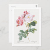 REDOUTÉ BOTANICAL "ROSEBUSH" POSTCARD POSTKARTE (Vorne/Hinten)