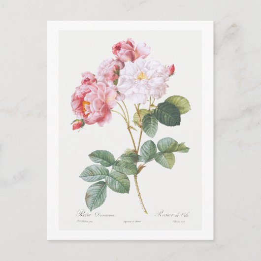 REDOUTÉ BOTANICAL "ROSEBUSH" POSTCARD POSTKARTE (Vorderseite)