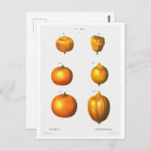 REDOUTÉ BOTANISCHE ILLUSTRATION "ORANGES" POSTCARD POSTKARTE (Vorne/Hinten)