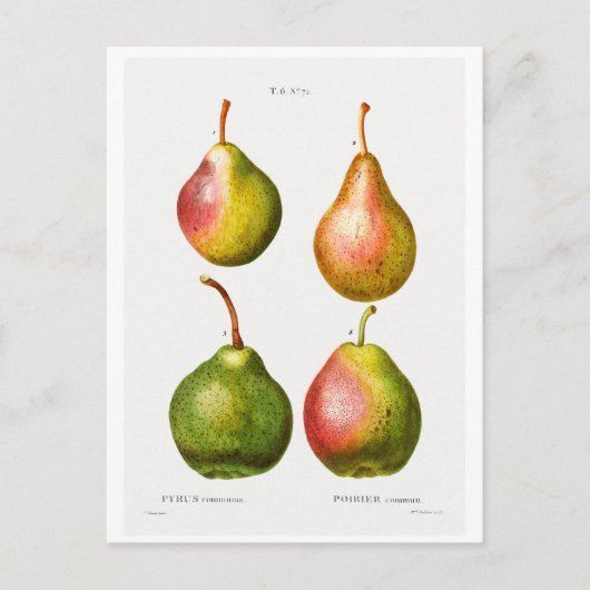 REDOUTÉ BOTANISCHE ILLUSTRATION VON "PEARS" POSTCA POSTKARTE (Vorderseite)