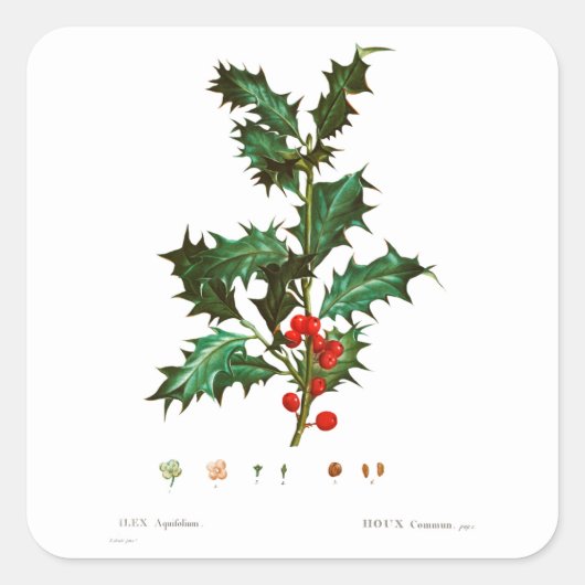 REDOUTÉ CHRISTMAS HOLLY UMSCHLAG AUFKLEBER STICKER (Vorderseite)