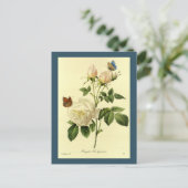 Redoute Illustration Bengalische Rose Hymanee Postkarte (Stehend Vorderseite)