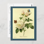 Redoute Illustration Bengalische Rose Hymanee Postkarte (Vorne/Hinten)