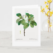 REDOUTÉ KUNDENBARE BOTANISCHE GREETKARTE KARTE (Gelbe Blume)