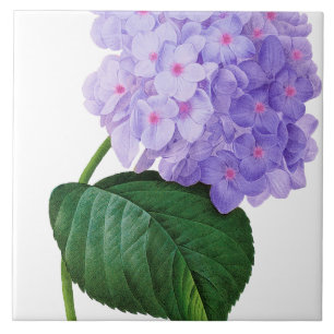 Redoute Lila Hydrangea Keramik Tile Untersetzer