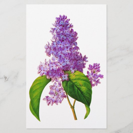 Redoute Lilacs Briefpapier (Vorderseite)
