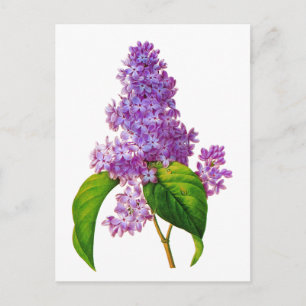Redoute Lilacs Postkarte