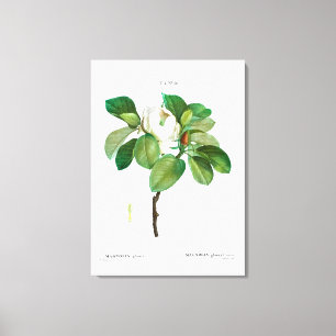 REDOUTÉ "MAGNOLIA" STRETCHED CANVAS DRUCKEN LEINWANDDRUCK