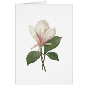 Redoute Magnolie
