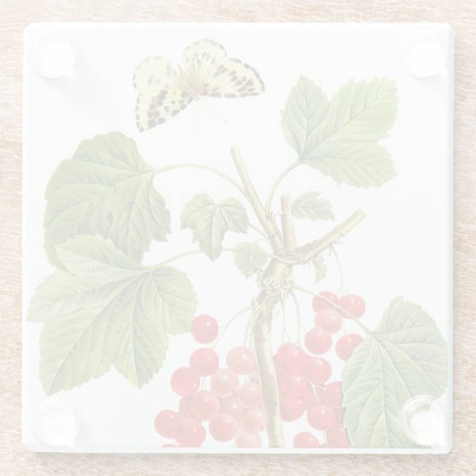 Redoute Pflanze Glass Untersetzer (Rückseite)