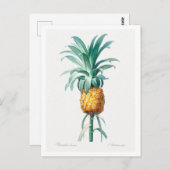 REDOUTÉ "PINEAPPLE" BOTANISCHE POSTKARTE (Vorne/Hinten)