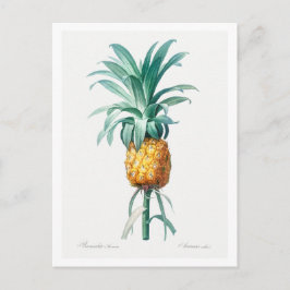REDOUTÉ "PINEAPPLE" BOTANISCHE POSTKARTE