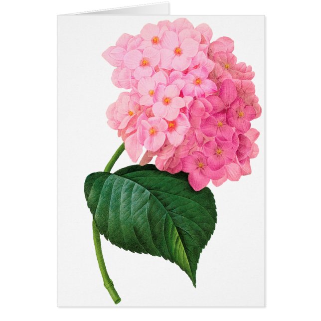 Redoute Pink Hydrangea (Vorne)