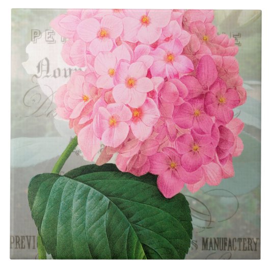Redoute Pink Hydrangea Keramik Tile Fliese (Vorderseite)