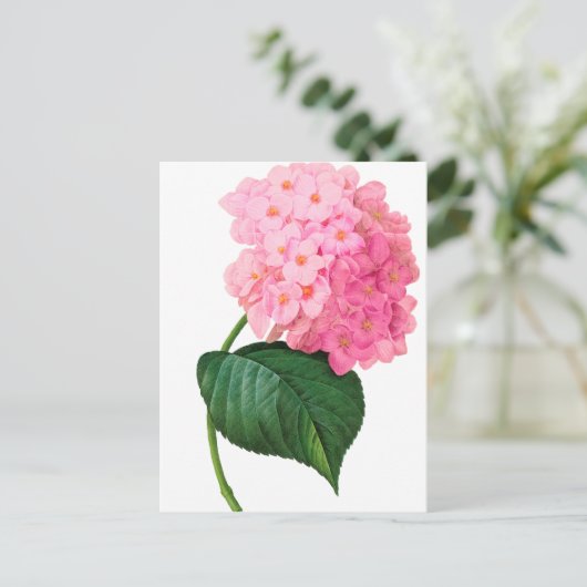 Redoute Pink Hydrangea Postkarte (Stehend Vorderseite)