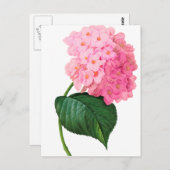Redoute Pink Hydrangea Postkarte (Vorne/Hinten)