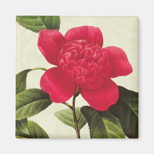 Redoute Red Camellia Botanical Print Square Magnet (Vorne)