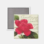 Redoute Red Camellia Botanical Print Square Magnet (Vorderseite/Rückseite)
