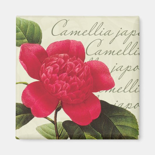 Redoute Red Camellia Botanical Print Square Magnet (Vorne)