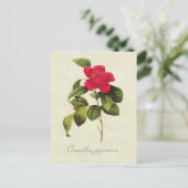 Redoute Red Camellia Botanische Print Postcard Postkarte (Stehend Vorderseite)