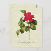 Redoute Red Camellia Botanische Print Postcard Postkarte (Vorne/Hinten)