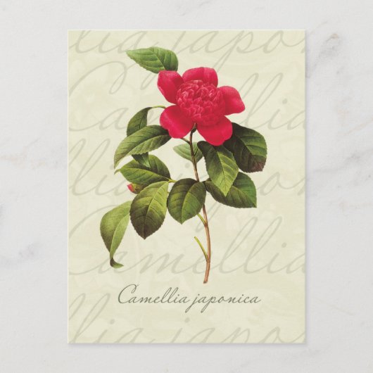 Redoute Red Camellia Botanische Print Postcard Postkarte (Vorderseite)