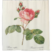 Redoute Rosa Centifolia Duschvorhang (Vorderseite)