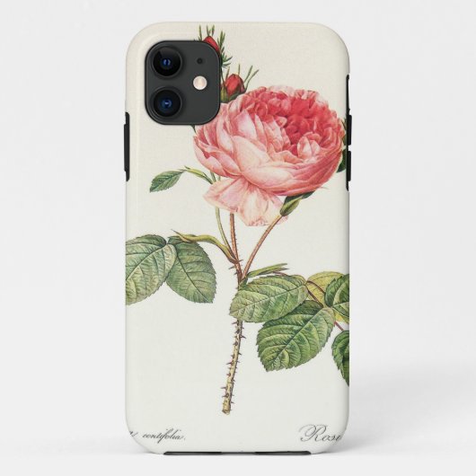 Redoute Rosa Centifolia (hell) Case-Mate iPhone Hülle (Rückseite)