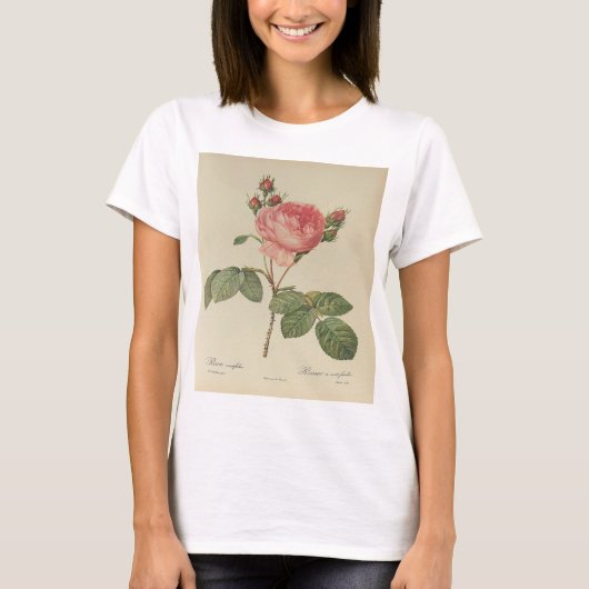 Redoute Rosa Centifolia T - Shirt (Vorderseite)