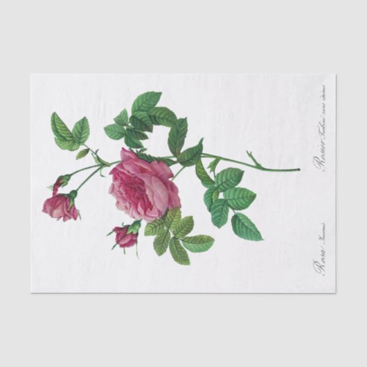 Redoute Rosa Inermis Seidenpapier (Vorderseite)
